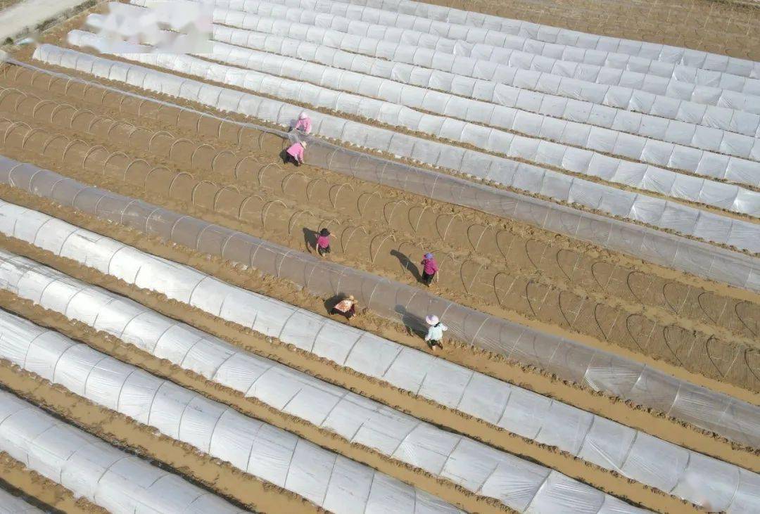 春耕正当时 水稻育秧忙_工作_仁化县_薄膜