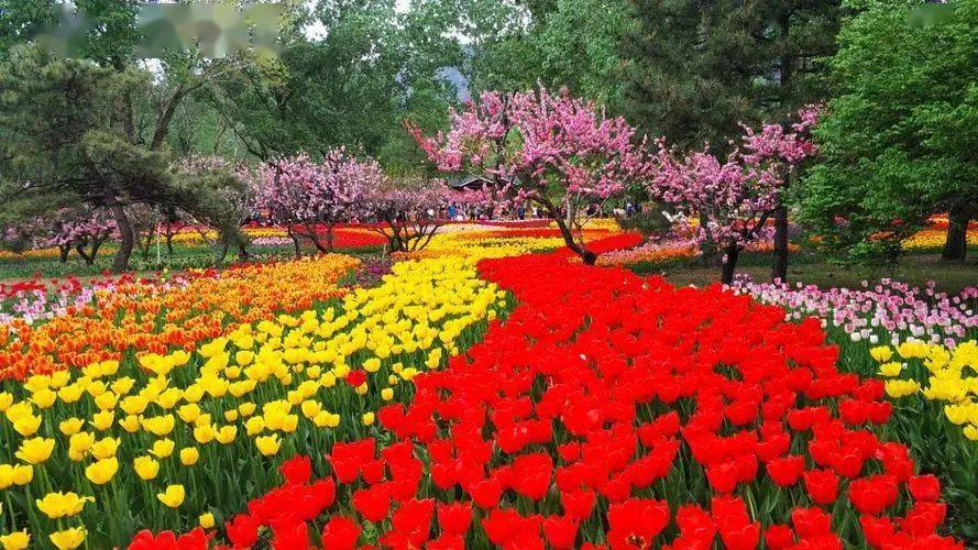 北京植物园,藏不住的"春意盎然"_中国_热带_温室