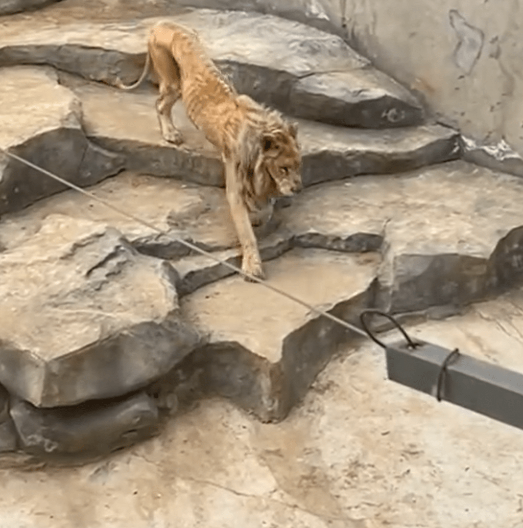 南京一动物园狮子瘦成“排骨”,动物园:这只狮子年纪太大,进食能力不足,有兽医为其治疗和体检_视频_新闻_网友