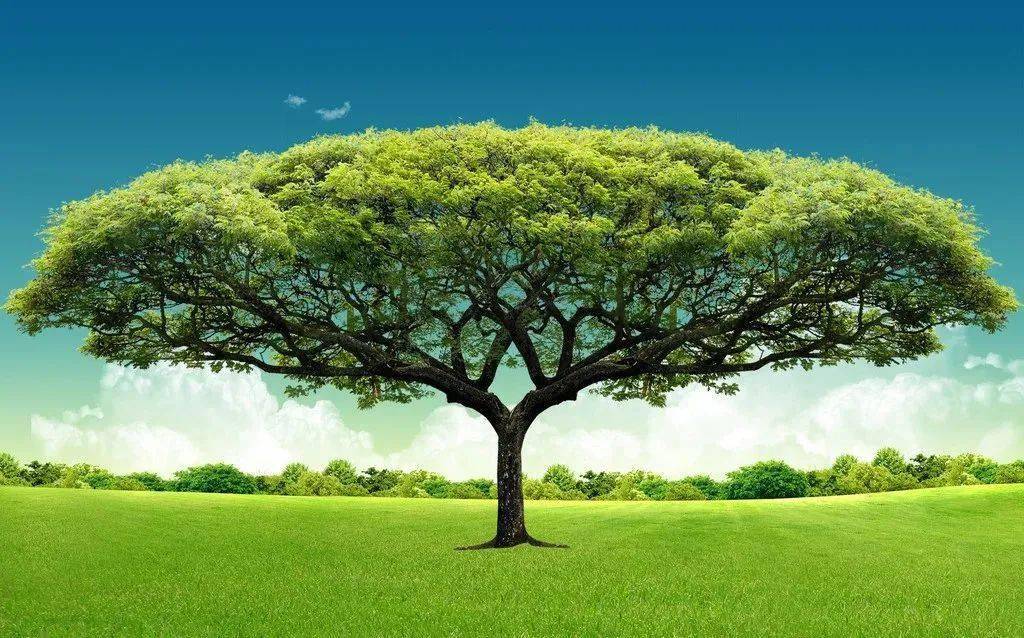 身体_管理_种子