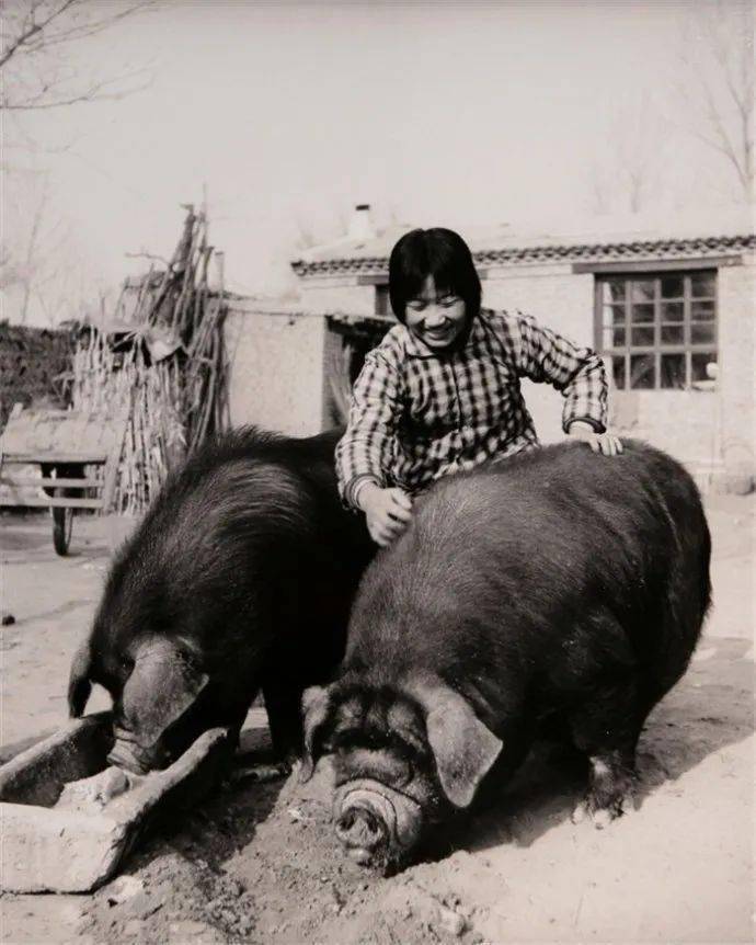 两头猪养得又肥又大.