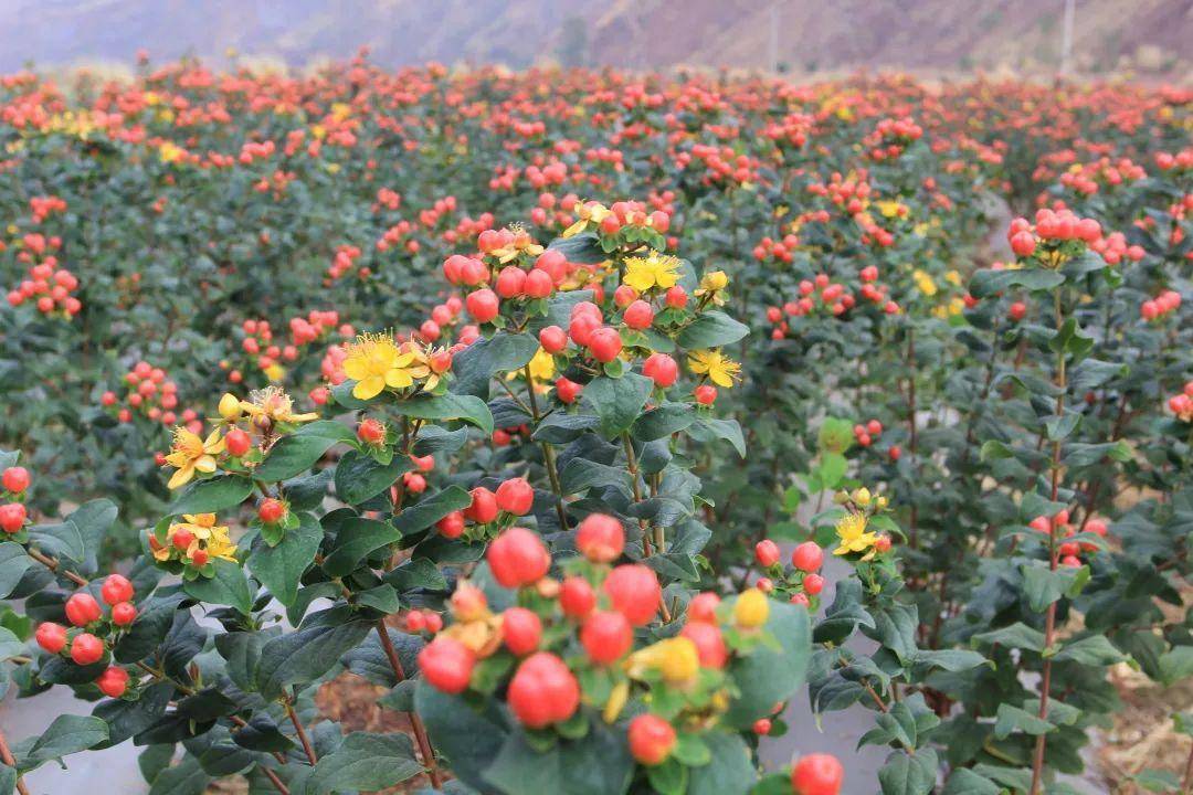 千红的花卉轮番绽放勾绘出一幅春光明媚的斑斓图景牟定海棠花(通讯员