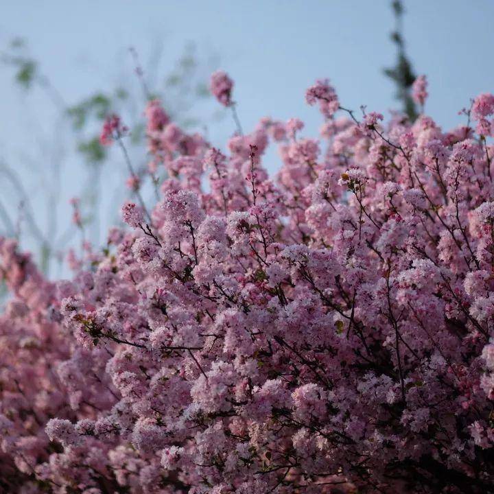 千红的花卉轮番绽放勾绘出一幅春光明媚的斑斓图景牟定海棠花(通讯员