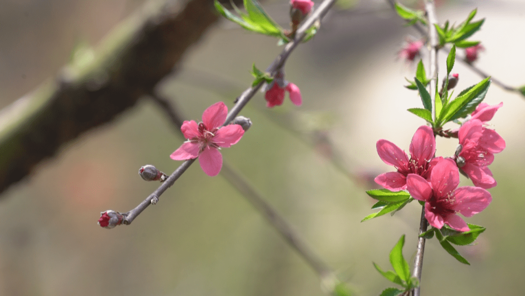 阳春三月桃花艳 秀色美景引客来