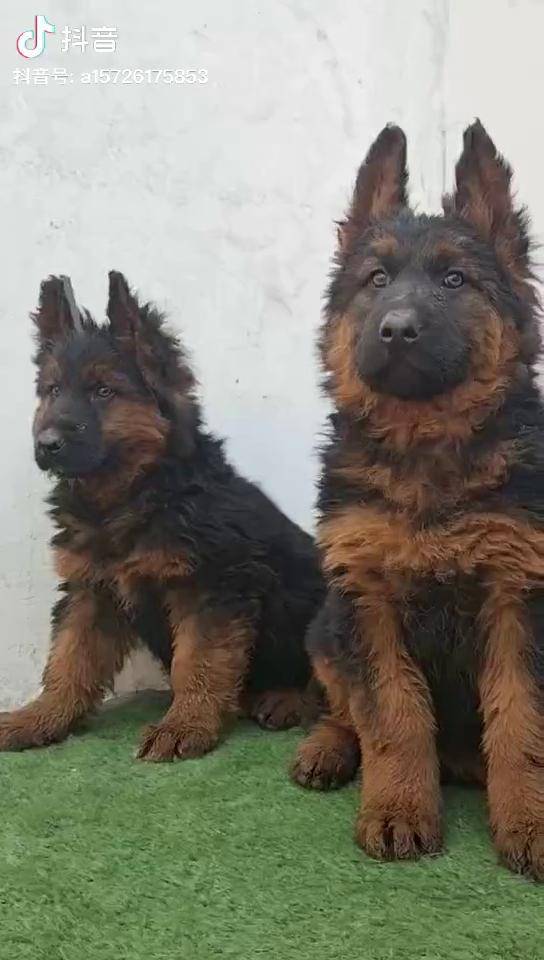 红狮牧羊犬 热门热门