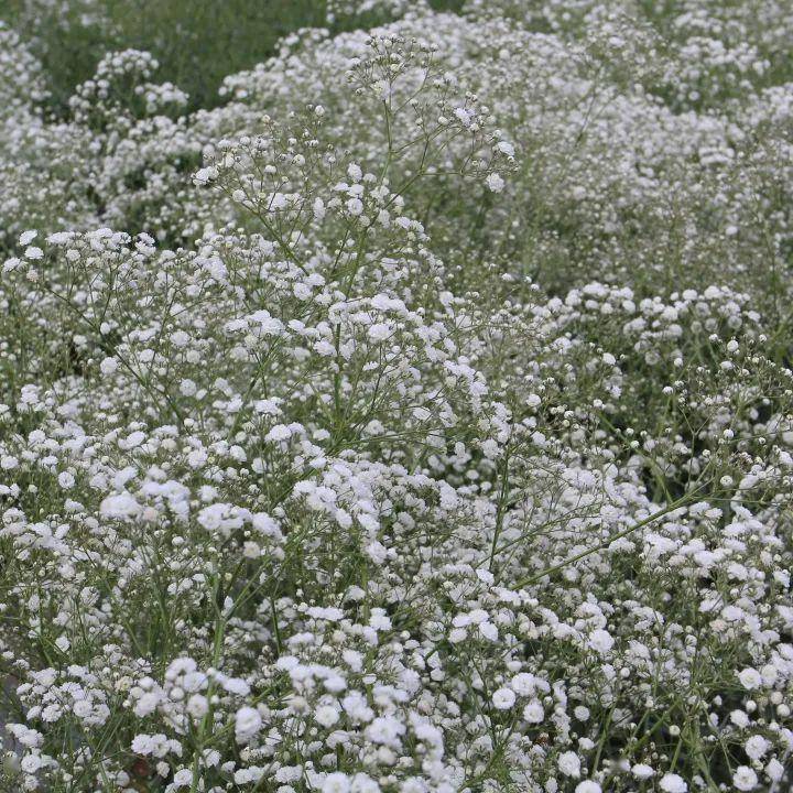 千红的花卉轮番绽放勾绘出一幅春光明媚的斑斓图景牟定海棠花(通讯员