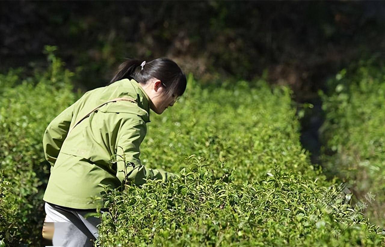 赤壁羊楼洞茶业春茶开园采摘_雪峰山_茶园_茶树