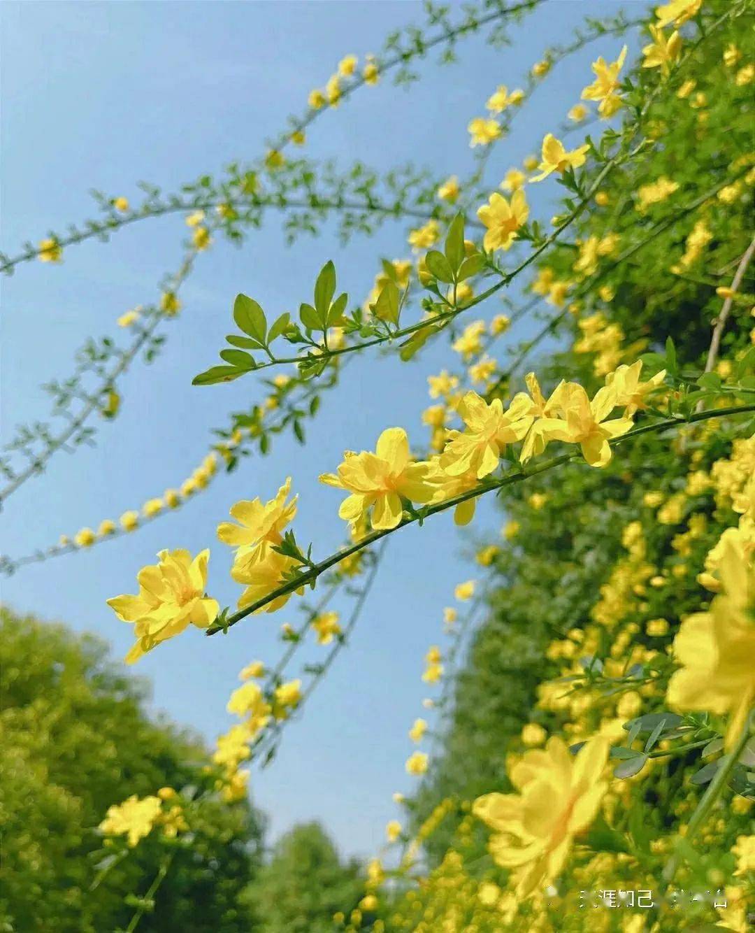 67天涯知己文学交流群《迎春花开》同题