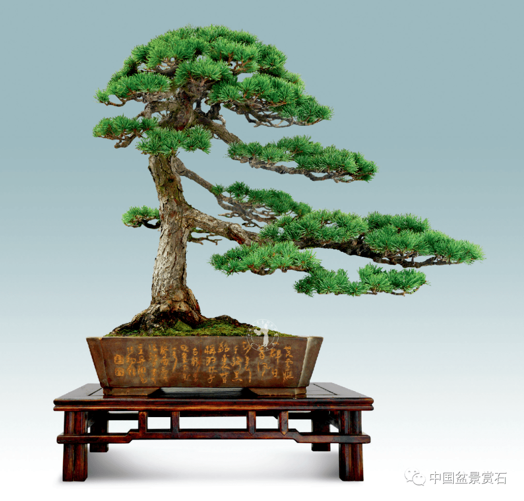 封面大赏 | 顶天立地傲苍穹——赏龙飙五针松作品"国魂"_松树_盆景