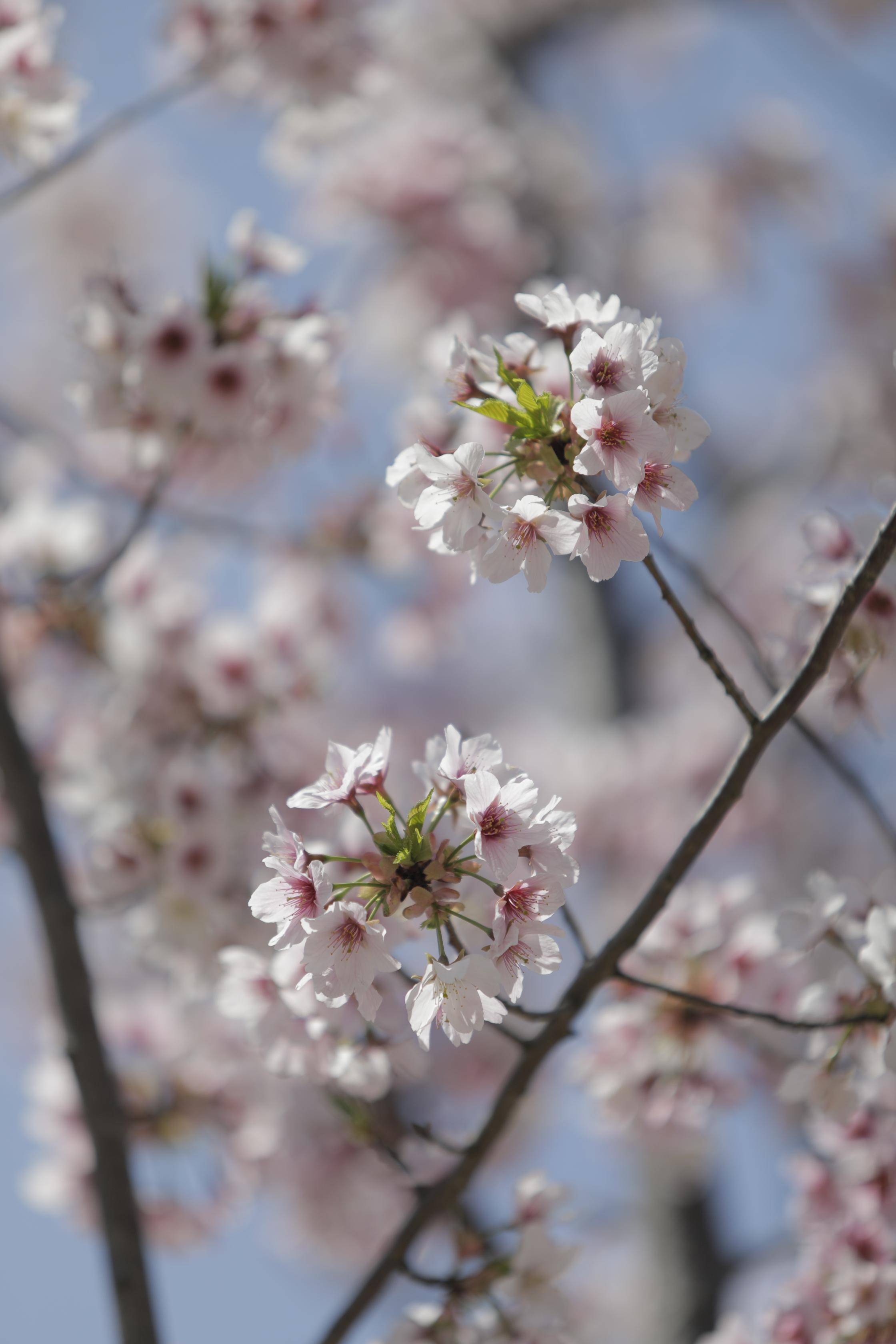 上海樱花节开幕在即,顾村公园万株樱花竞放,如何应对大客流?