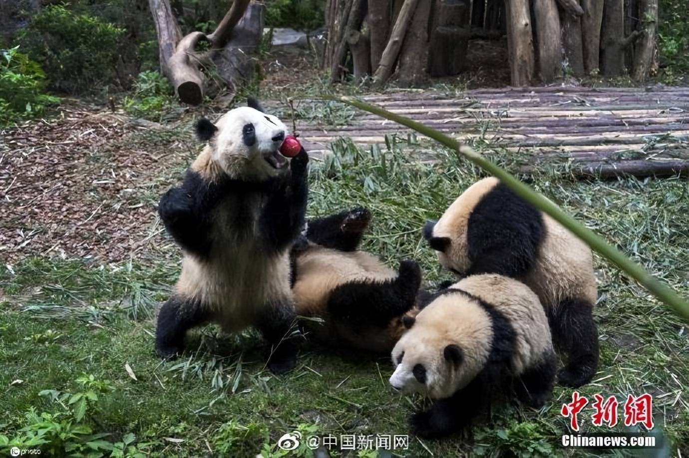 踩凳、上树……为看大熊猫顶流“花花”，能有多疯狂？网友呼吁文明观“花”丨大河看见-大河新闻