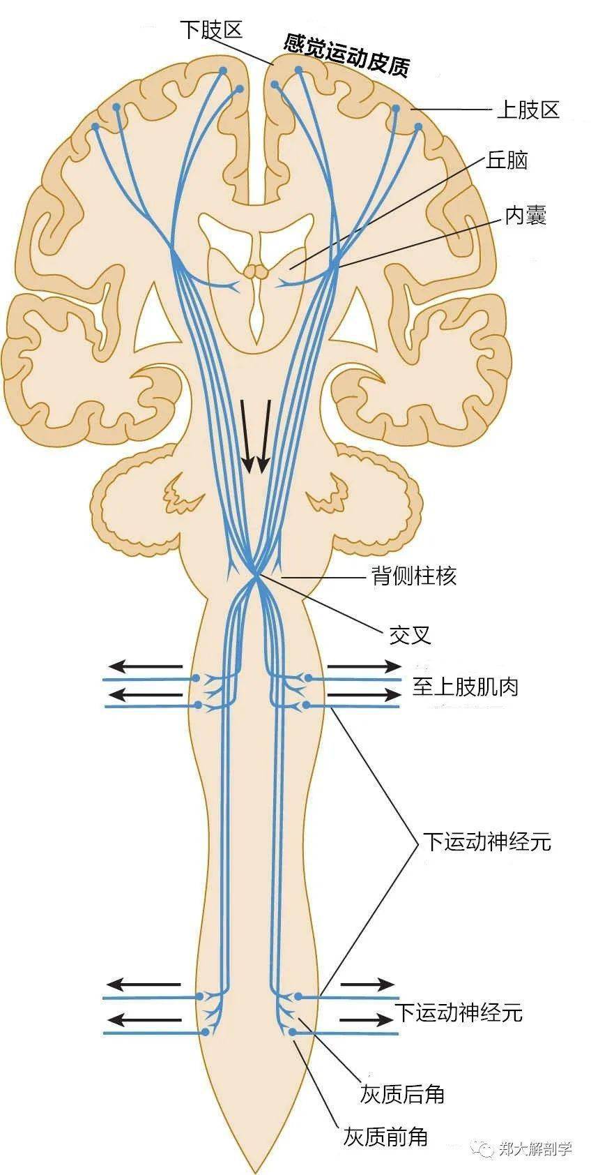 上行纤维束图片