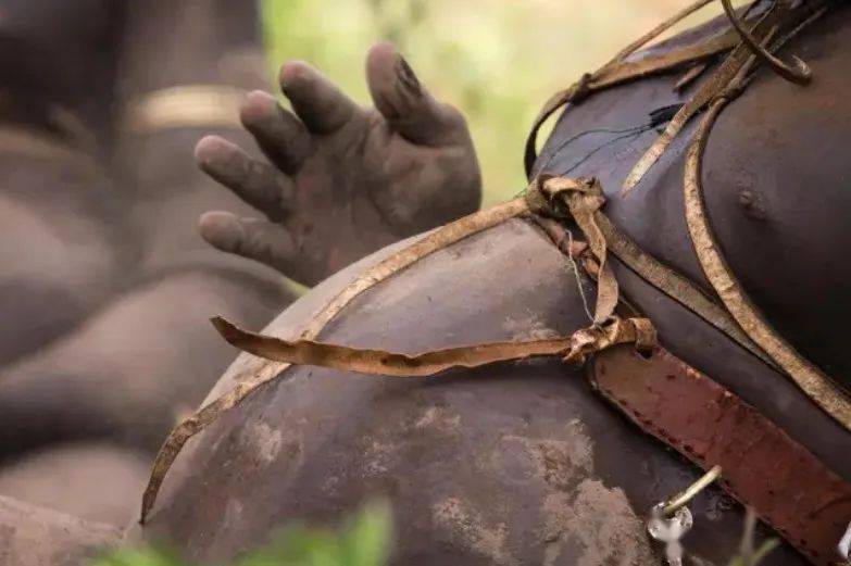 那么这个与象族相近,叫做"博迪"的非洲部落,同样也一定会引起你的兴趣