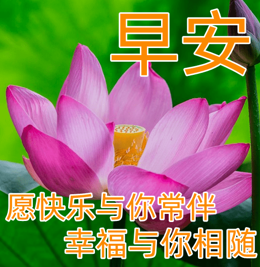 非常好看早上好动态表情图片大全 早安祝福问候鲜花表情包