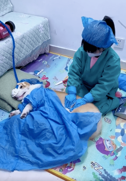 静静地躺着等待小主人拿走"手术刀"给自己做刨腹产带上氧气罩,穿上