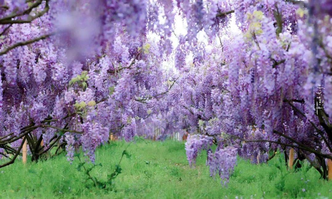 嘉定紫藤花园门票图片
