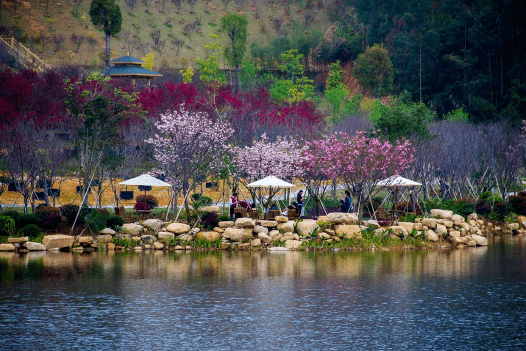 春色芳菲日,不負韶華