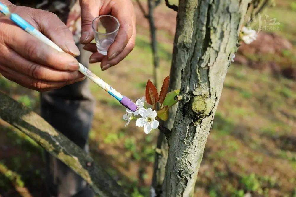 基层|给梨花"化妆",你见过吗?