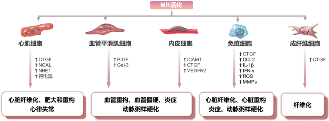 广泛分布于多种组织细胞,包括心肌细胞,血管内皮细胞,血管平滑肌习