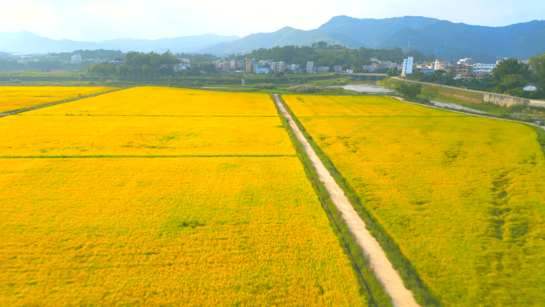 罗定这个镇入选全国"一村一品"示范村镇_罗镜镇_广东_农业