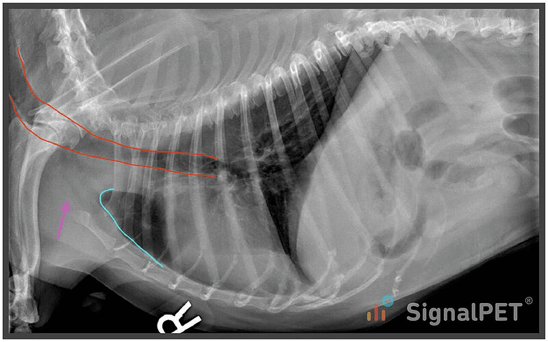 犬肺水肿x光图片