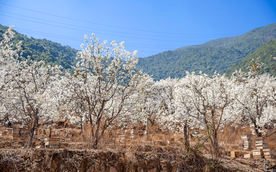 春天的西昌丨安哈镇:千亩梨花次第开 美丽乡村入画来_春风_电影_乔