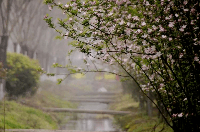 最美花海！“烟花三月下扬州”十佳赏花地评选活动上线！