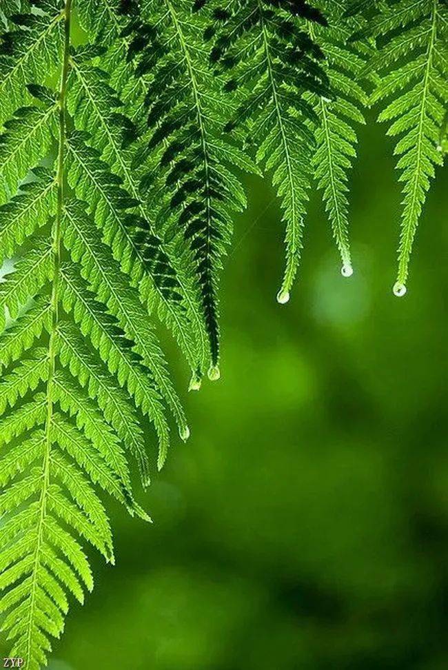 养眼绿色,缓解眼疲劳