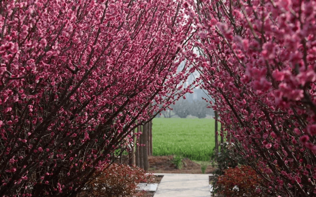 最美花海！“烟花三月下扬州”十佳赏花地评选活动上线！