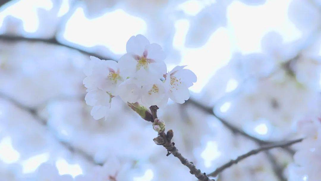 榆叶梅樱花图片