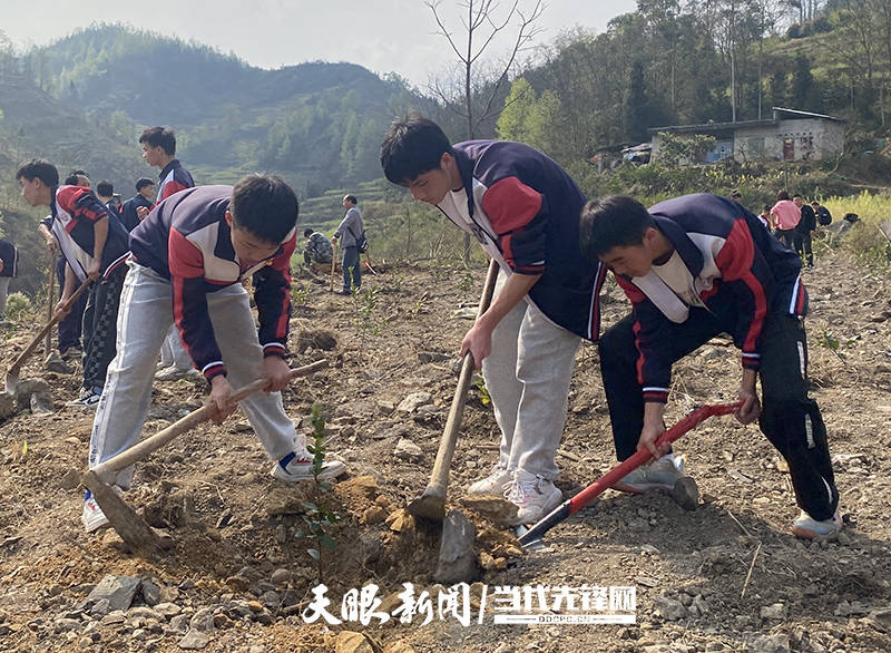 册亨县坡妹镇：“小林长”积极参与义务植树为家乡添新绿 活动 森林 绿色