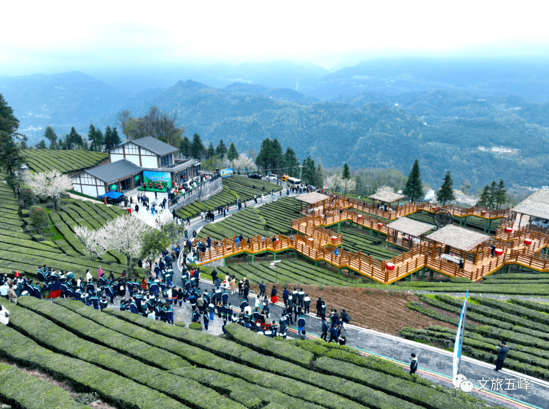 八方宾客,齐聚五峰,共享春茶盛会!_宜昌_茶叶_公园