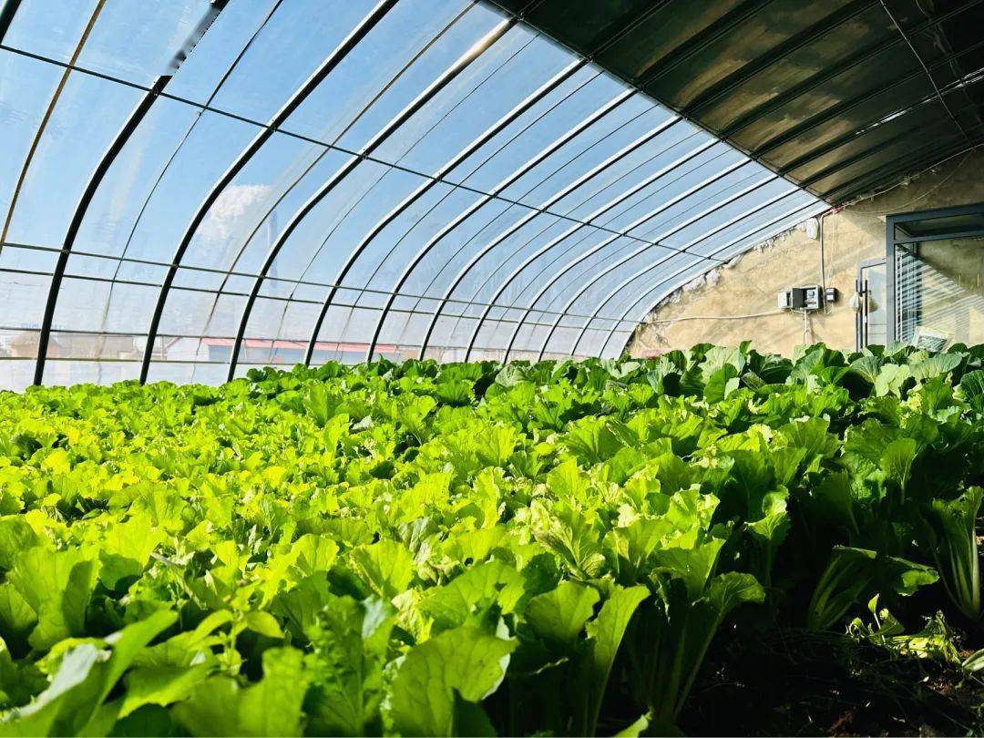 【珂儿摄影笔记】摄影治愈——绿色,蓝色系_叶片_灵感_大棚