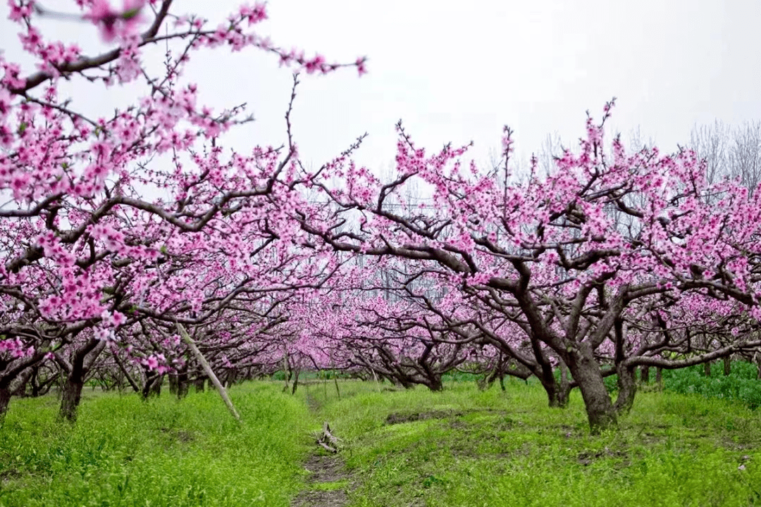 最美花海！“烟花三月下扬州”十佳赏花地评选活动上线！