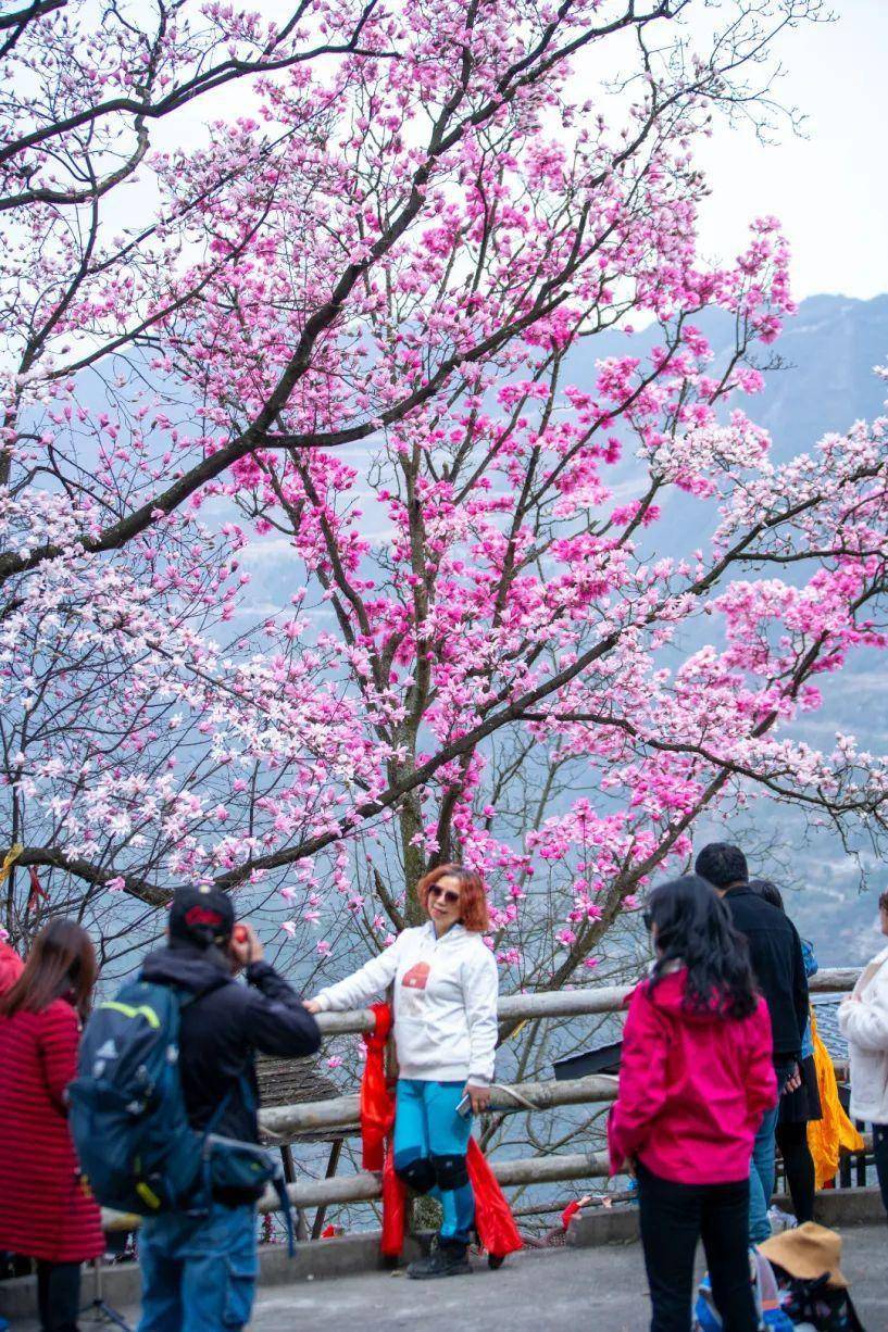 九皇山辛夷花正值赏花期,错过再等一年_花海_山谷_朋友