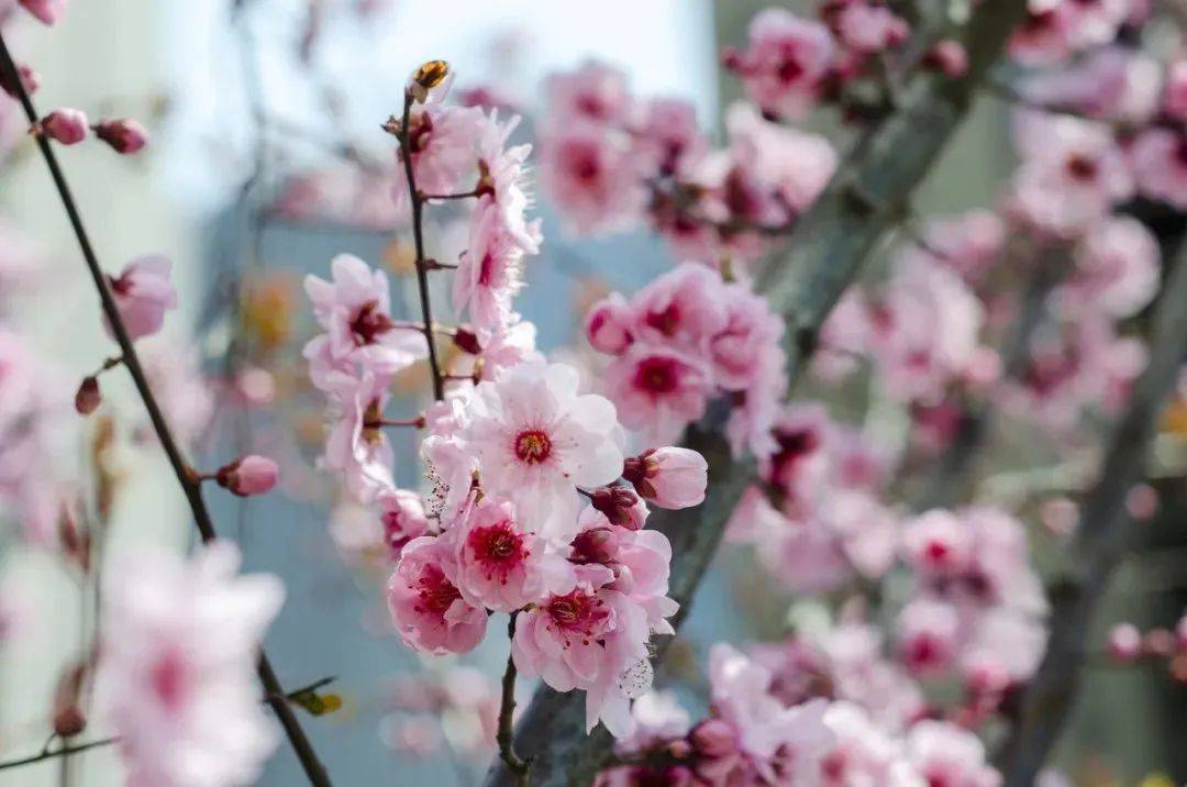 郑州多地赏花节、花展来啦！