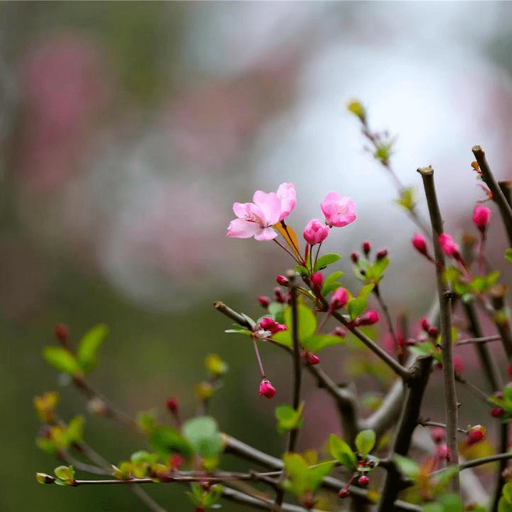 春暖花开，去那几个公园漫步赏花，享受“慢”生活