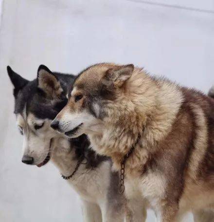 网友把狼和哈士奇养一起,没想到狼的气质就都变了,笑屎!