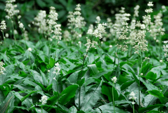 杜若——宛如诗篇里走出来的温婉女子_花朵_植物_叶片