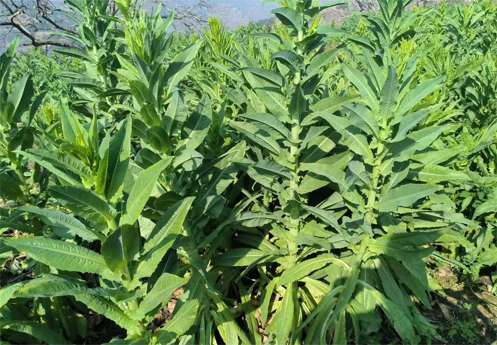 绿色贡菜条条挂,村民钱包鼓起来——一街乡坡头村打造产业振兴新引擎