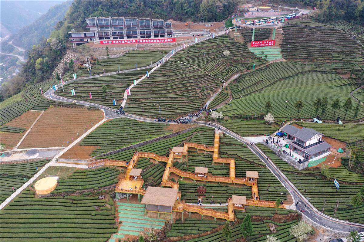 五峰春茶开园 近亿销售大单首日轻松拿下_宜昌市_茶园_茶叶