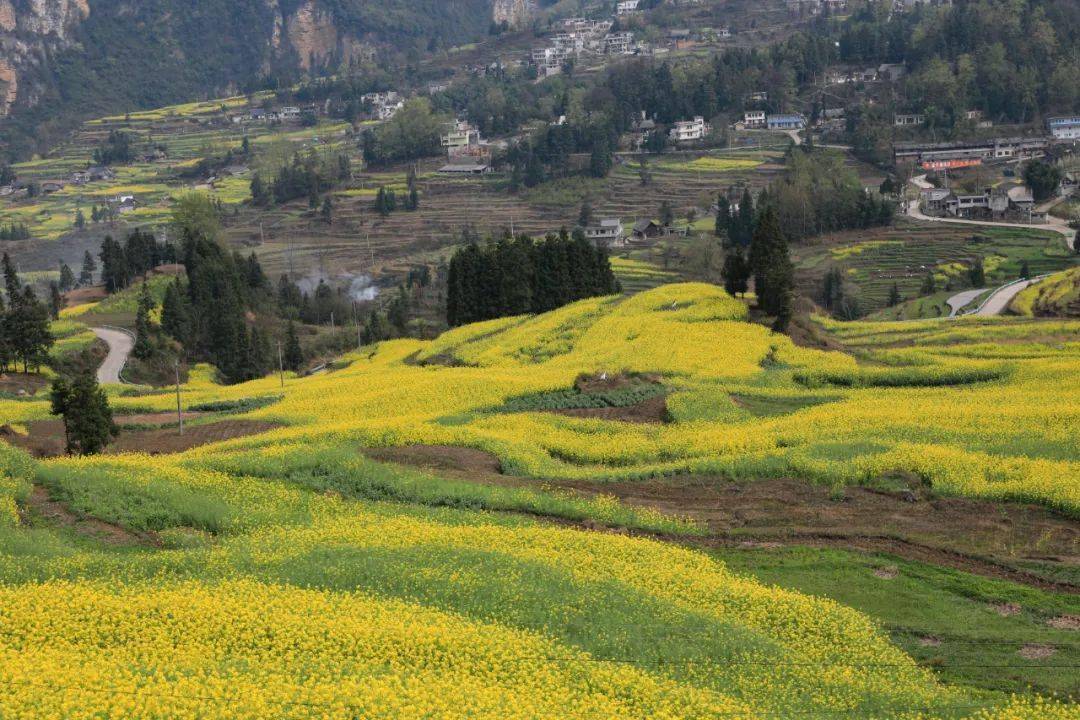 织金县板桥镇:金色美景绘就迷人画卷_发展_乡村_产业
