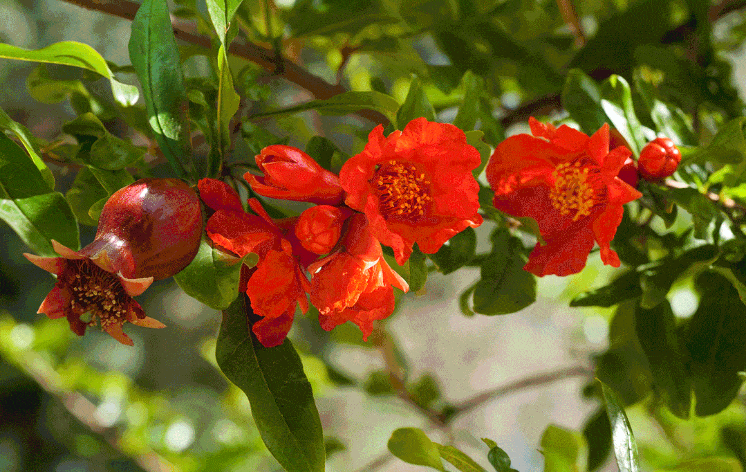 芍药花地点:东张镇夹马口举办时间:2月上旬—4月上旬赏花推荐5.