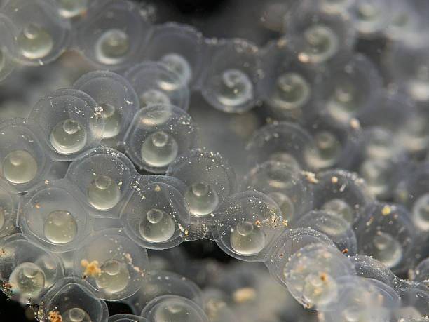 从生理特征来看,鱼卵的形状千奇百怪,内外结构高度特化,除了细胞核和