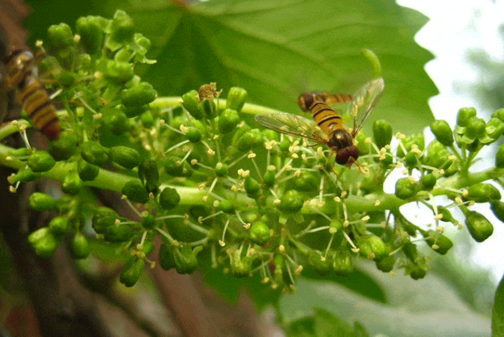 葡萄花节地点3:角杯镇地点2:东张镇地点1:孙吉镇薛公村举办时间:7-8月