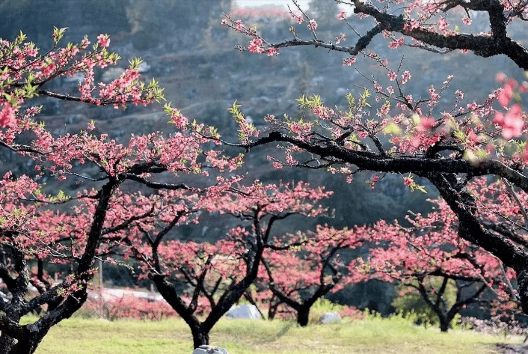 【薦讀】三月桃花開_南津灣_新野縣_笑臉