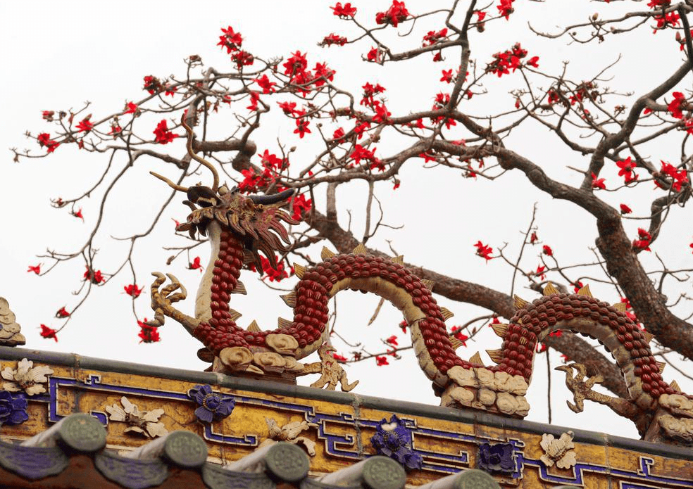 视频 图集 | 春花烂漫时,南海神庙"红黄"相间_木棉树_木棉花_徐振天