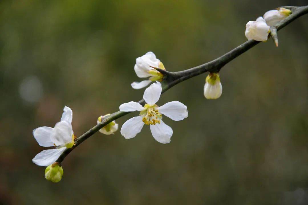 我们村种植枳壳历史悠久,大部分枳壳树树龄在一百年以上,其中最老的