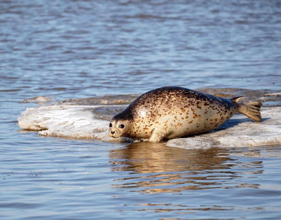 超萌斑海豹在辽东湾享受日光浴_生活_盘锦_自然保护区