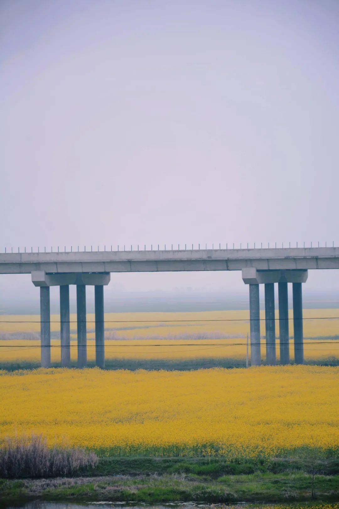 今年"中岗大桥万亩油菜花"还有吗?_阜阳_因为_大雨